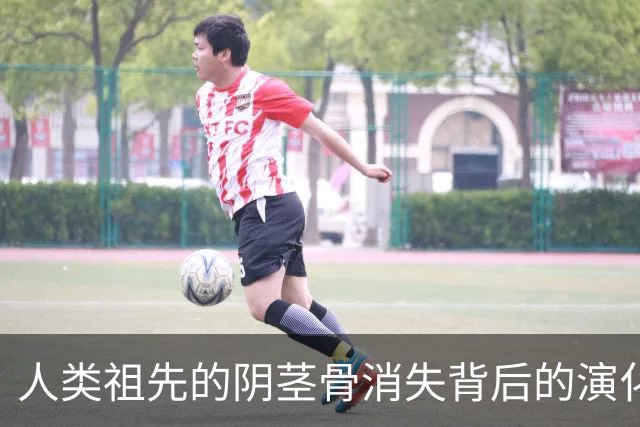 人类祖先的阴茎骨消失背后的演化秘密